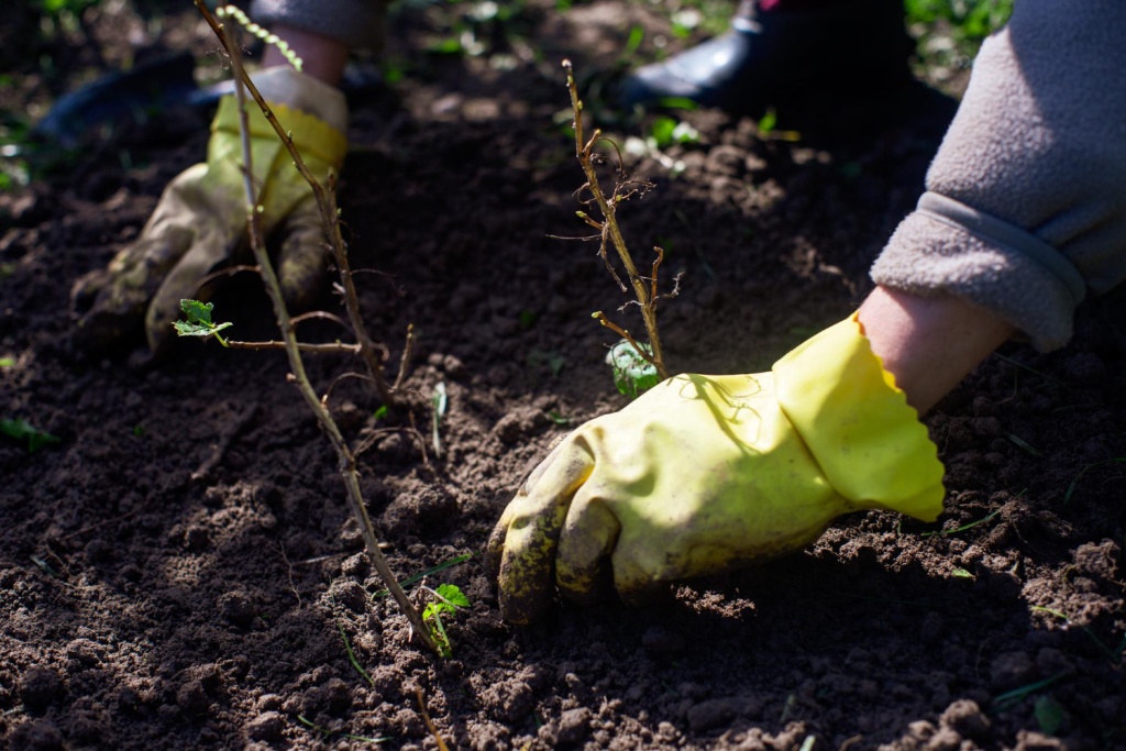 Губернатор Вологодской области рассказал о выполнении программы лесовосстановления в рамках нацпроекта "Экологическое благополучие"