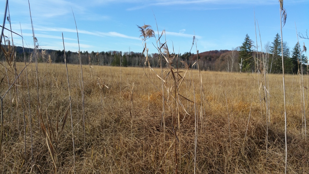 В Ивановской области на территории сельхозпредприятия "Колосс" в этом году введут в оборот 15 тысяч гектаров заброшенных полей