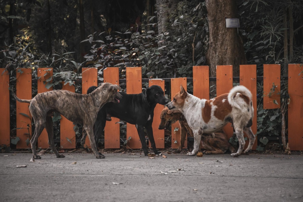 В Саранске стая диких собак бегает около детского сада