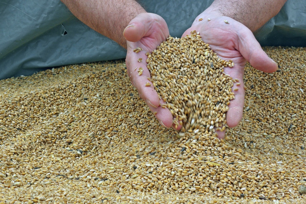 В Тыве и Хакасии в этом году забраковали 71 декларацию о соответствии на зерно