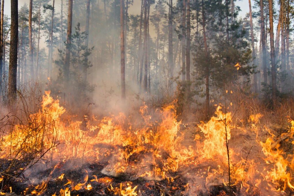 Туристический сезон в Анталье: пожары не повлияли на поток отдыхающих