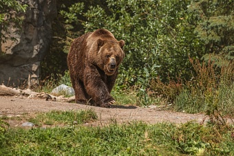 Медвежья угроза: в Приангарье рекомендуют ввести режим повышенной готовности