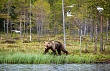 В Иркутской области рыбак стал жертвой нападения медведя